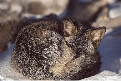 经典格斗游戏《爆裂者合集》PC版封测即将开启